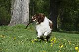 BORDER COLLIE 909